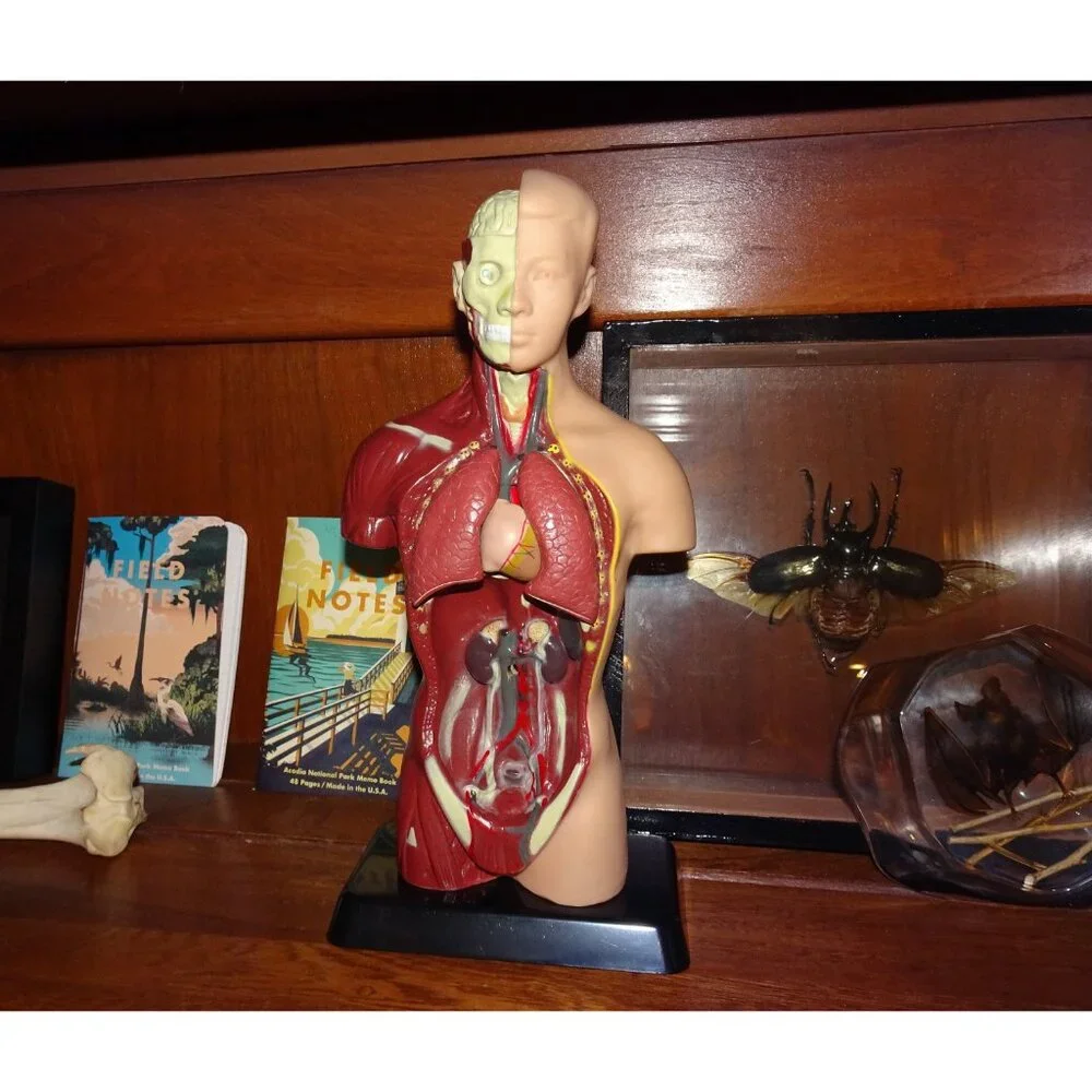 Vintage Human Torso Model w/ detachable Heart Lungs oddity curiosity medical - Picture 9 of 10